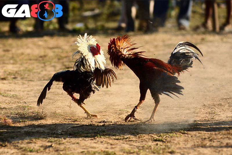 Cách chọn gà đá khỏe mạnh từ chuyên gia nhà cái GA888