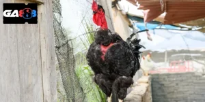 Cách tập luyện cho gà chọi - Bí quyết trở thành nhà vô địch 󠁧󠁧󠁨󠁨󠁨