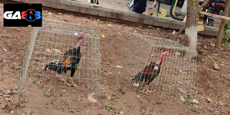 Cần tập luyện cho gà đúng cách theo từng giai đoạn